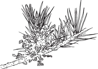 Conifer branch with clusters of dense, irregular growth attached around the needles and stem.