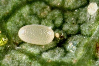 A small white translucent egg.