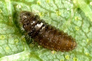 A small brown caterpillar larva.