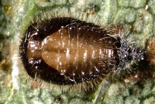 A round, brown, fuzzy pupa.