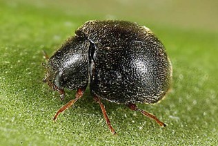 A round, black, textured, shiny bug.
