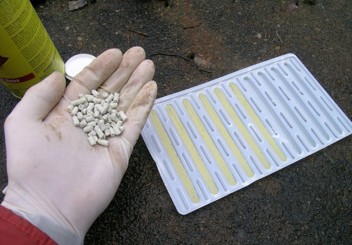 Small yellow pellets in a person's palm after being extracted from a tray next to the hand.