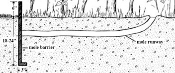 Cross-sectional diagram of a mole barrier installed in the soil. The barrier extends vertically and bends outward underground to block a labeled mole runway beneath the surface.