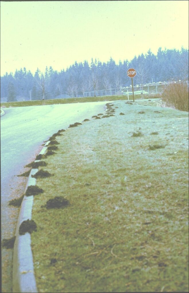 A line of many molehills near the edge of a lawn's curb
