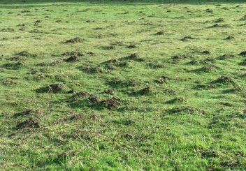 Many molehills in a green lawn.