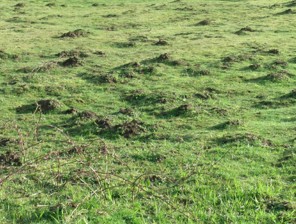 Many molehills in a green lawn.