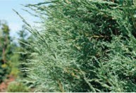 Pine branches with green needles.