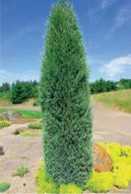 A small, thin evergreen tree with green needles.