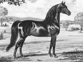 Morgan Horse.