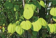 Green, round leaves.