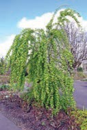 A small willow with drooping branches and green leaves.