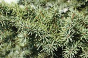 Pine branches with green needles.