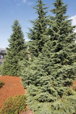 Small evergreen trees with green needles.