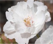 A white flower with wide petals.