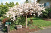A small tree with light pink flowers.