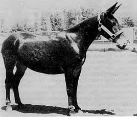 Mule.