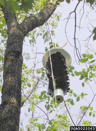 A black multifunnel trap hanging from an ash tree.