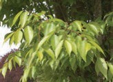 Yellow-green leaves.