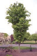 A small tree with green leaves. The tree is trimmed into a tall columnar shape.