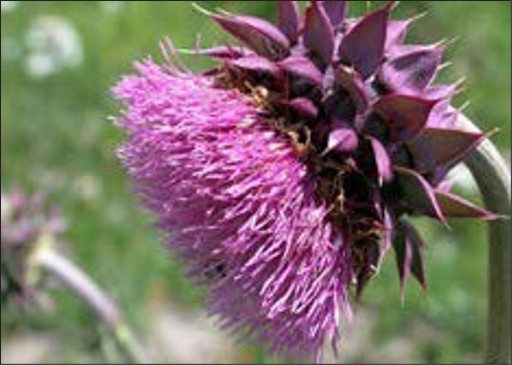 A purple flower with spiny petals at the flower base and long vertical petals on top.