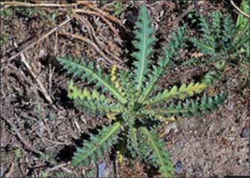 A green weed rosette with spiky lobed leaves.