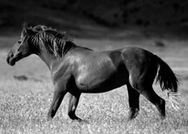 Mustang horse.