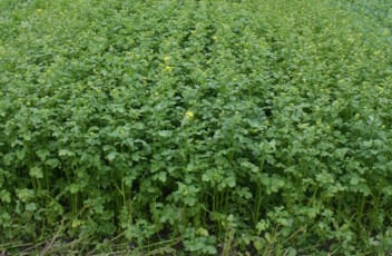 A large field of green leafy mustard.
