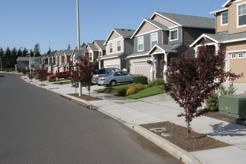 Small trees with dark red leaves. The trees are in front of a street of suburban houses.