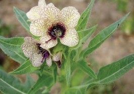 A pale yellow flower with a purple center and purple lines.