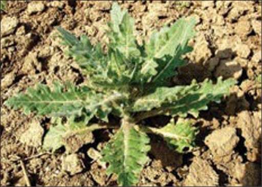 A green weed rosette with lobed leaves.