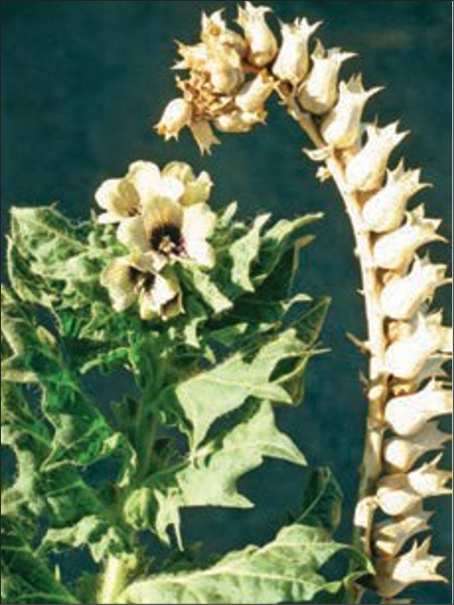 Small white flowers next to white capsule seed pods on a vine.