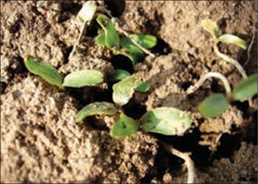 Small green leaves growing out of soil.