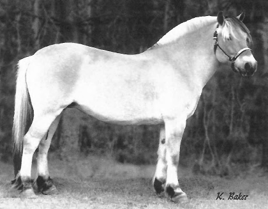 Norwegian horse. 