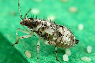 A white bug with small black spots and hairs on its body.