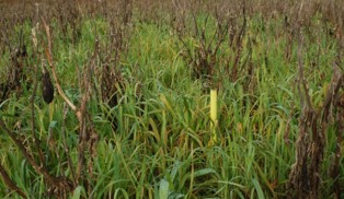 A field of leafy oats being grown.