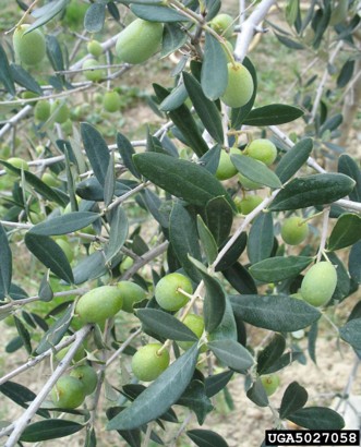 Olive tree with narrow green leaves and clusters of green olives.