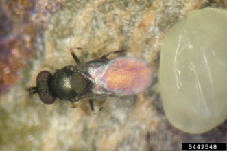 A small wasp positioned over a pale emerald ash borer egg.