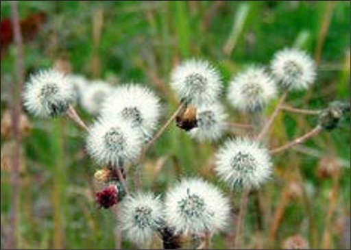A fuzzy white flower.