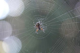 A spider in a web.
