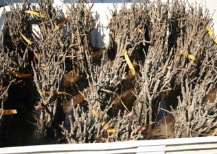 Groups of starter plants with bare brown branches.