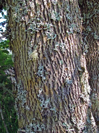Close-up of Oregon ash bark showing its brown crisscrossing lattice pattern.