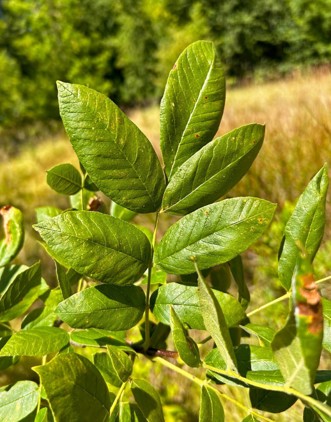 Close-up of an Oregon ash leaf with multiple pairs of leaflets and one terminal leaflet.
