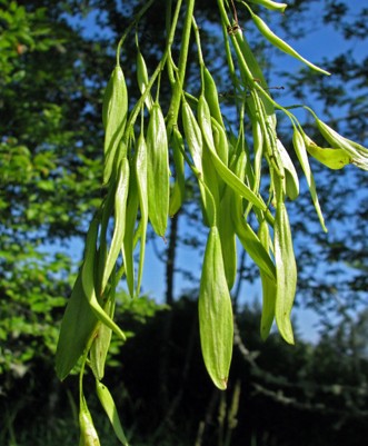 Several elongated, curved Oregon ash samaras clustered together.