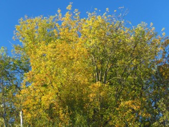 Oregon ash trees with leaves turning yellow in autumn.