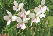 Small pink and white flowers.