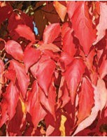 Bright red leaves.