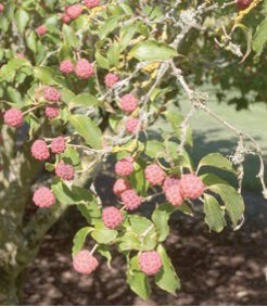 Small, round, textured pink fruit.