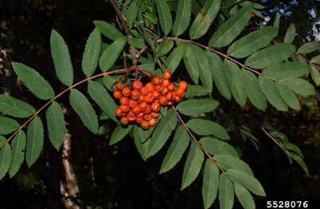 European mountain ash with compound leaves and A cluster of red-orange berries.