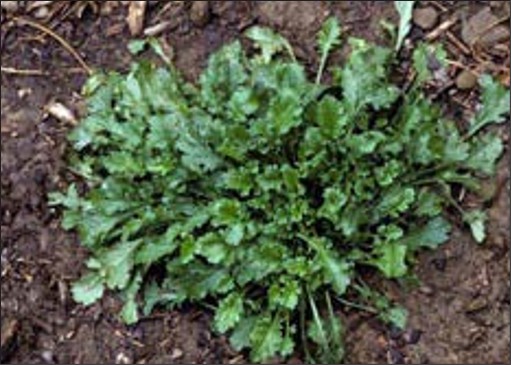 A large bunch of green foliage from a weed.