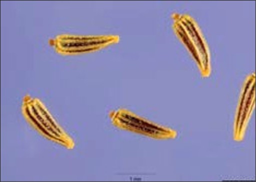 Small, black-and-yellow striped pointed seeds.